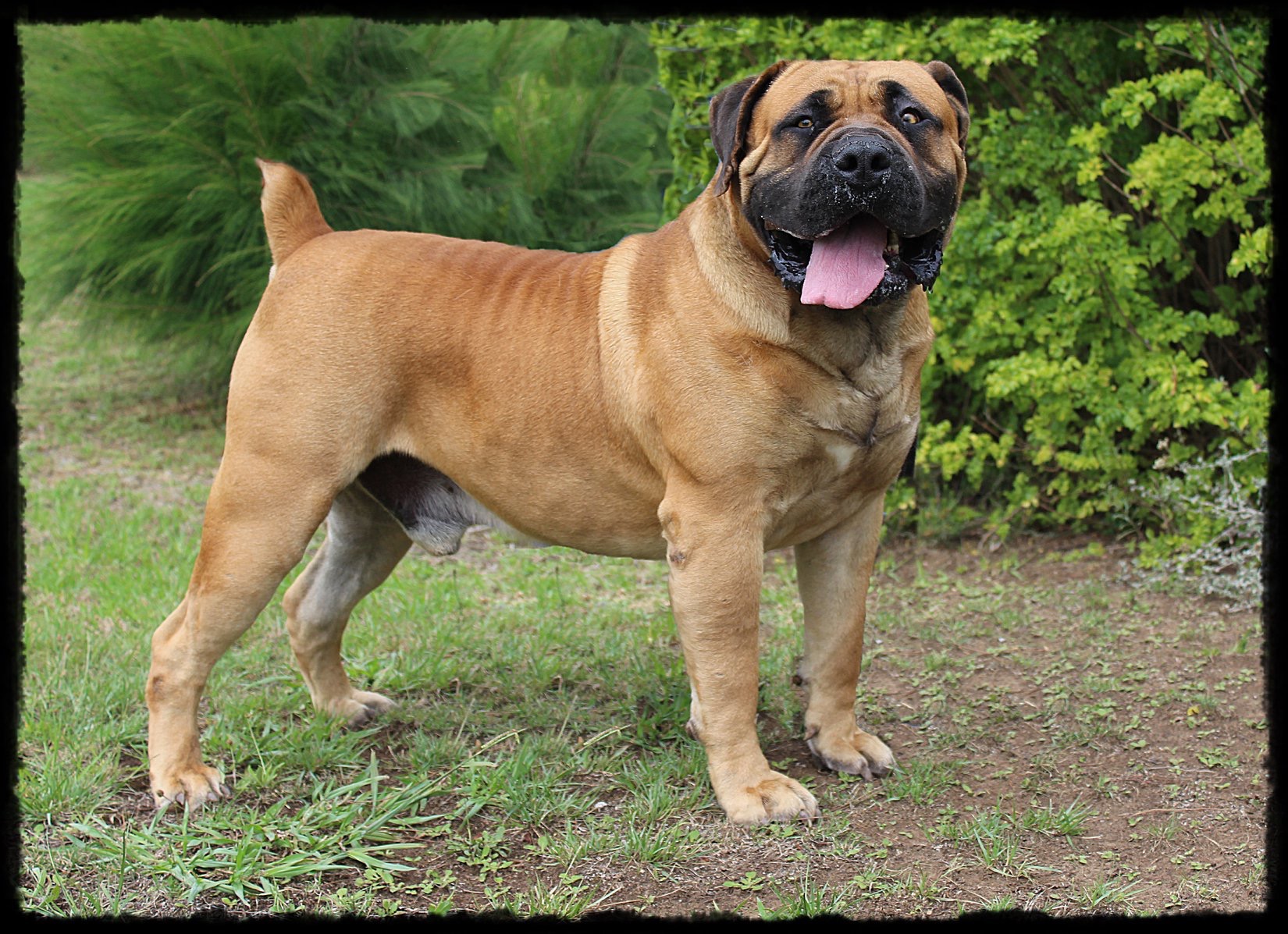 Current Litters - Black Iron Boerboels LLC