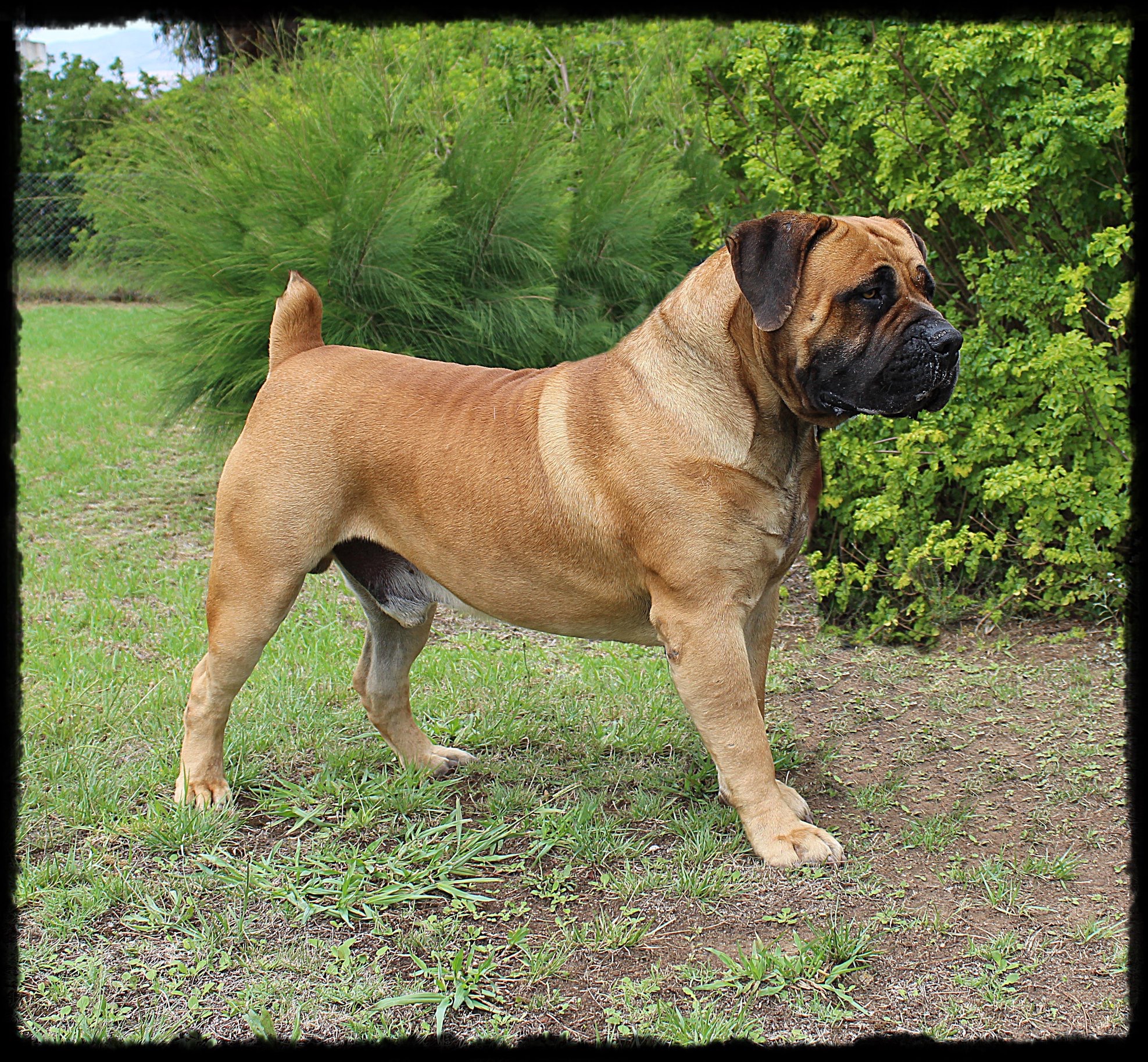 Current Litters - Black Iron Boerboels LLC