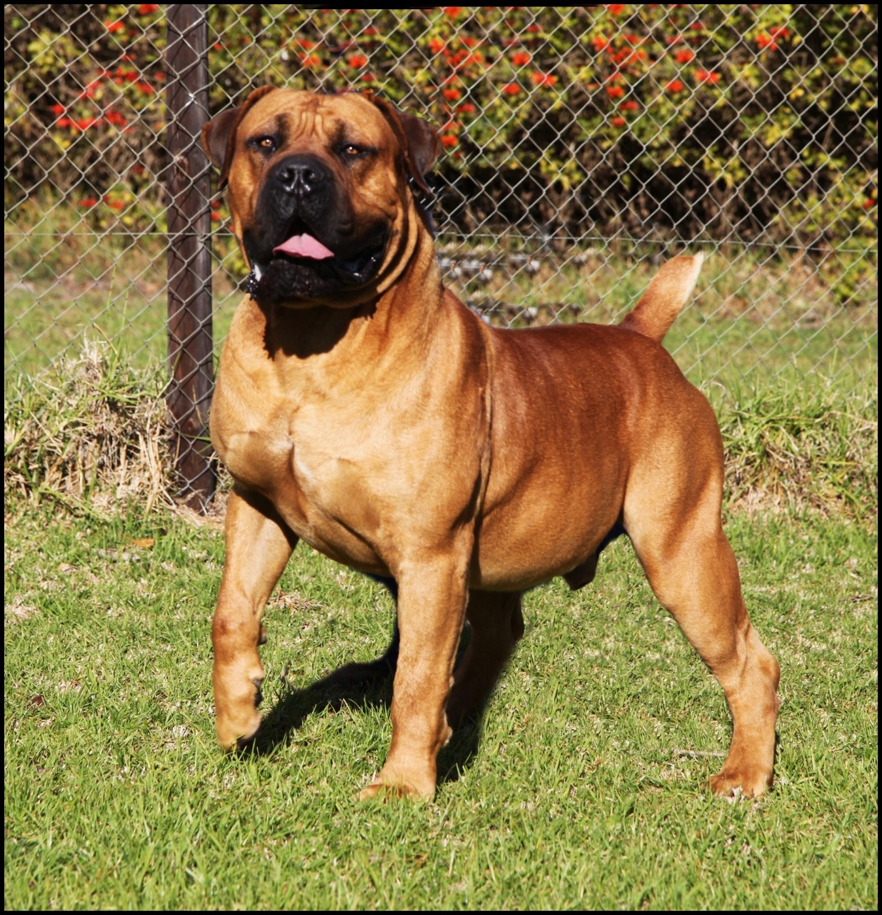 Current Litters - Black Iron Boerboels LLC