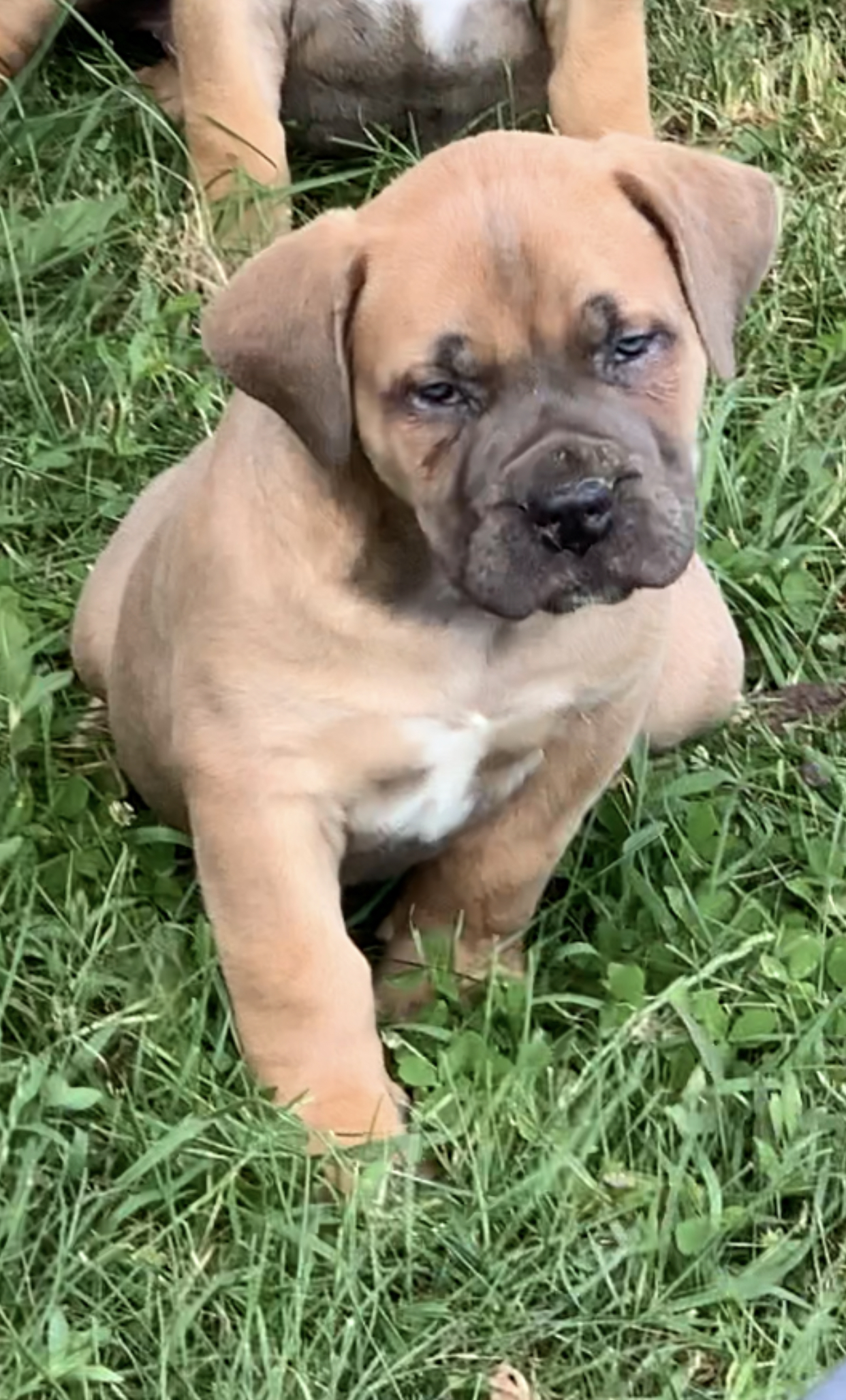 Older Pup and Adults For Sale - Black Iron Boerboels LLC