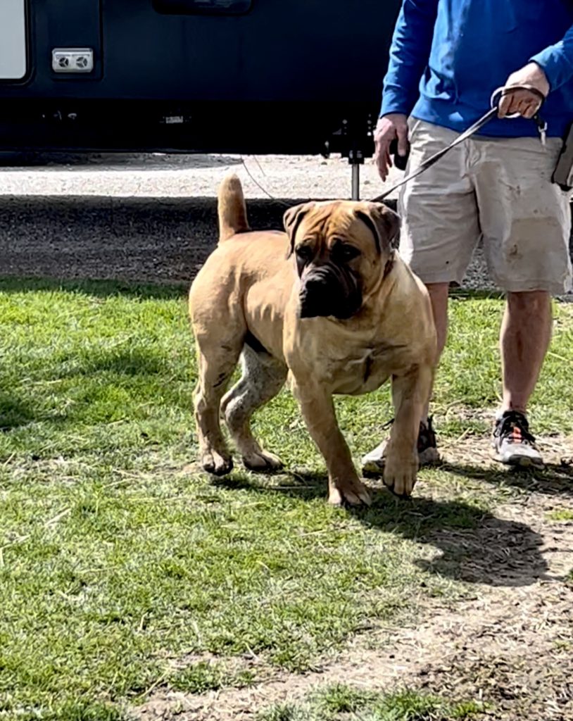 Boerboel stud
