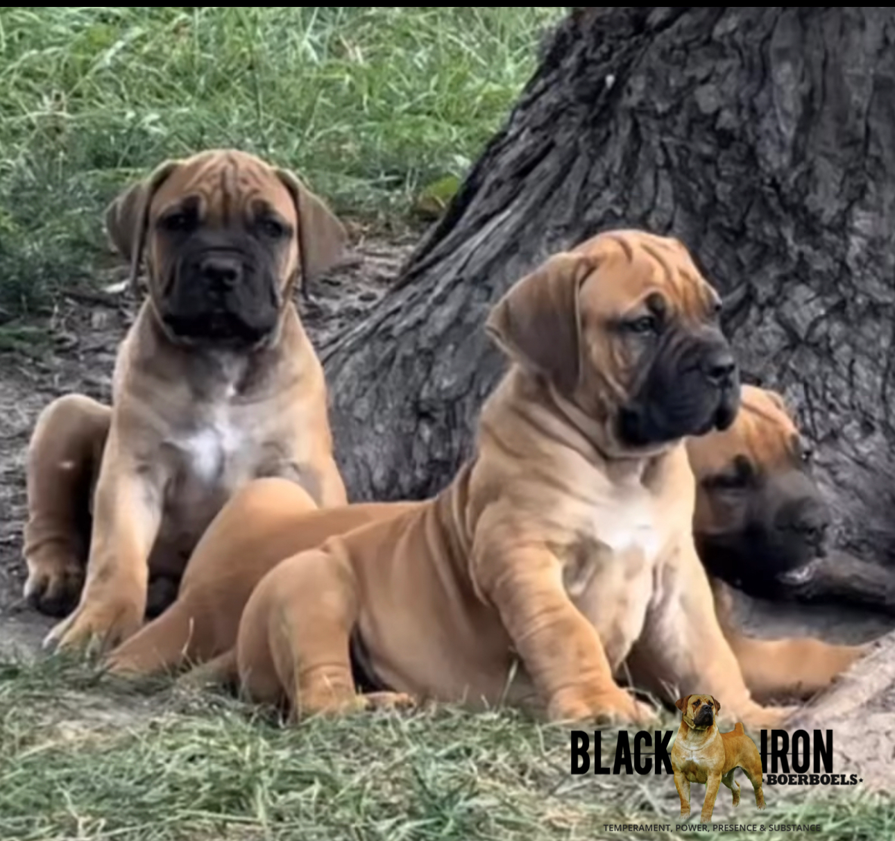 African Boerboel Puppies