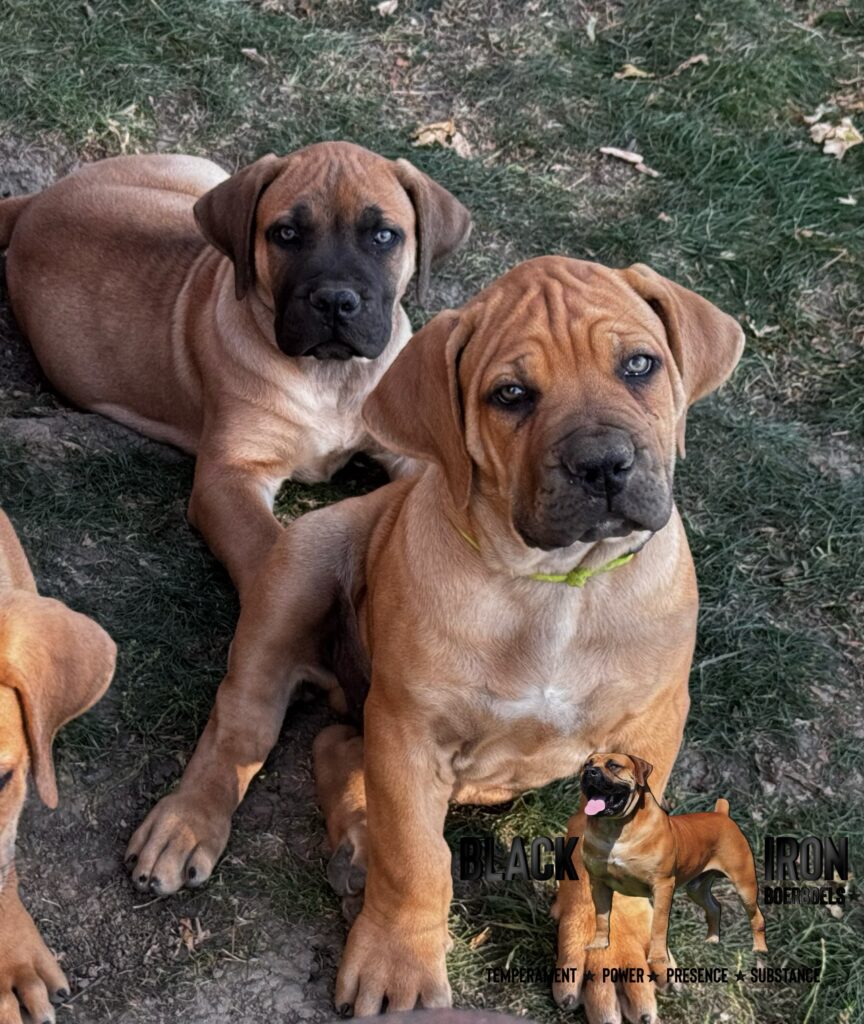 South African Boerboel Puppies USA Black Iron Boerboels