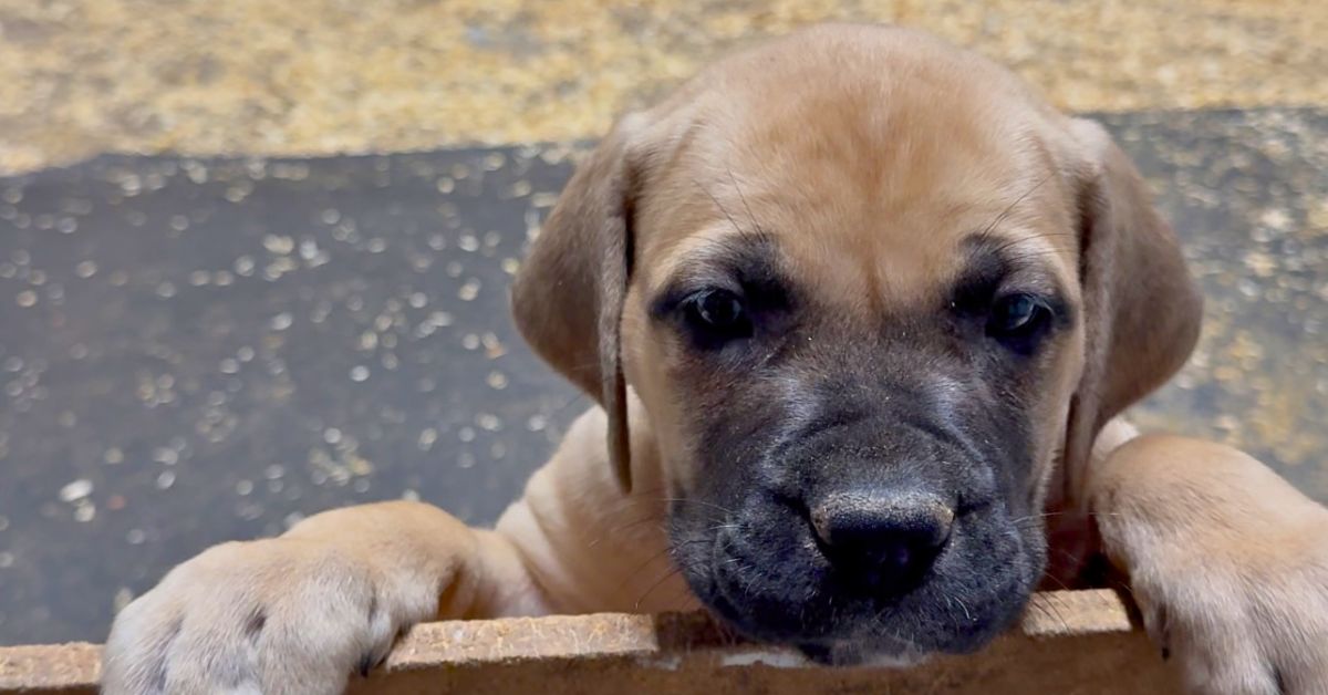 A Guide to Buying a Boerboel Puppy