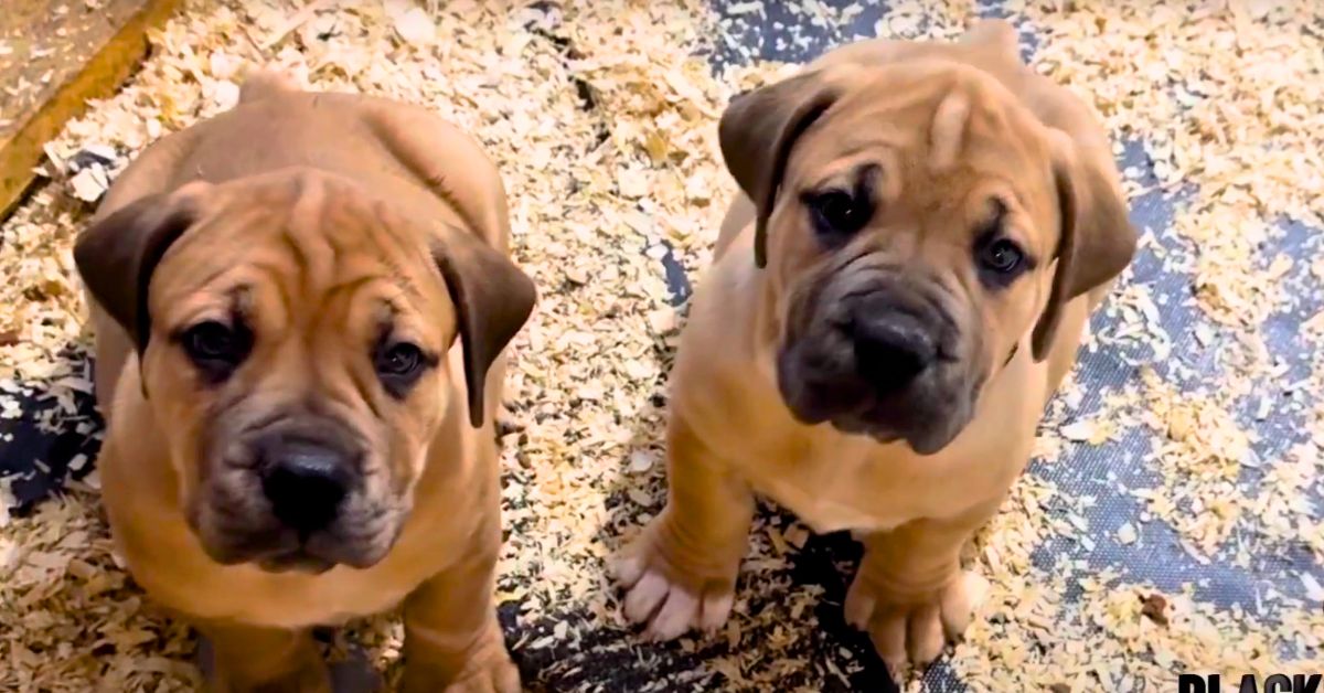 A Guide to Buying a Boerboel Puppy