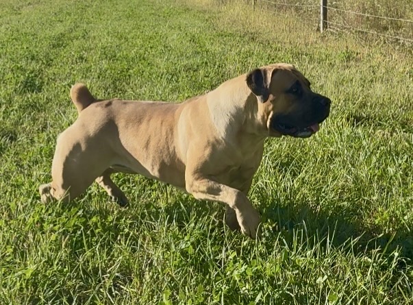 Black Iron Maja, SABBS SR, 87.9%