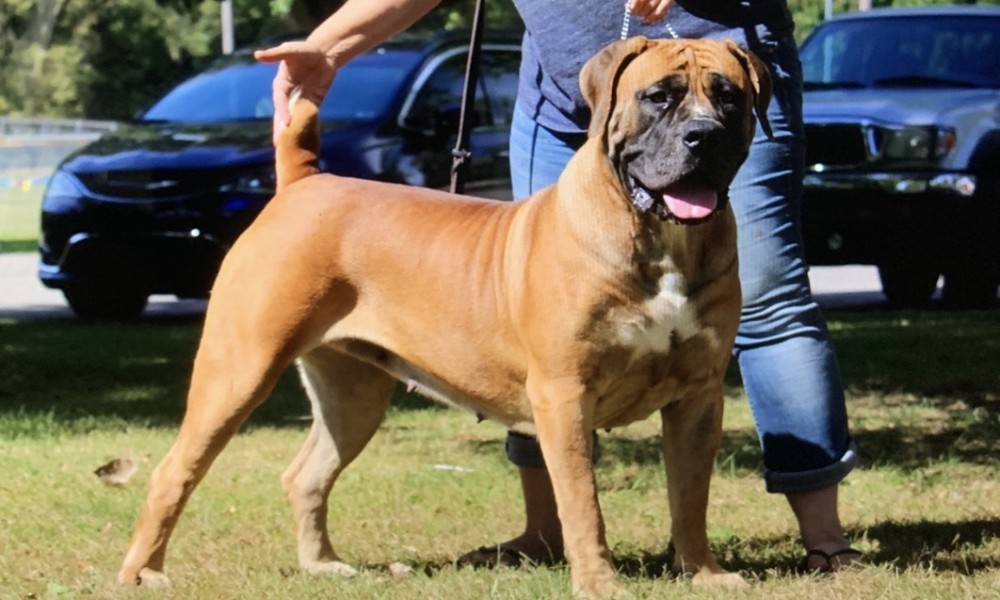 5 Reasons Why Maine Coons Are the Perfect Cats for Kids