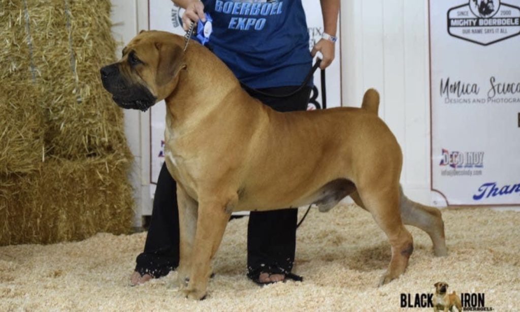 6 Questions To Ask a Boerboel Breeder Before Adopting
