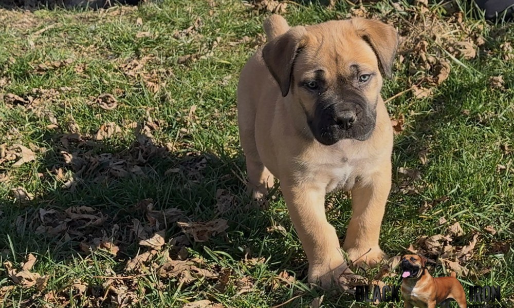 7 Mistakes Boerboel Dog Owners Should Avoid
