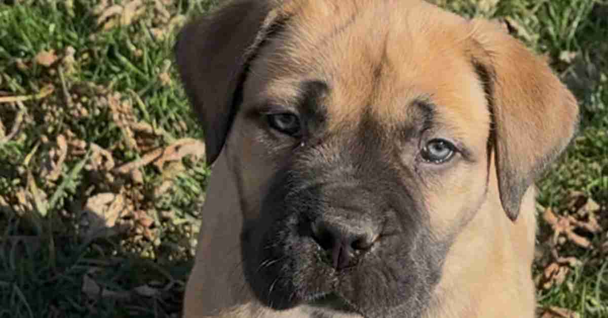 What To Consider When Choosing a Boerboel Breeder
