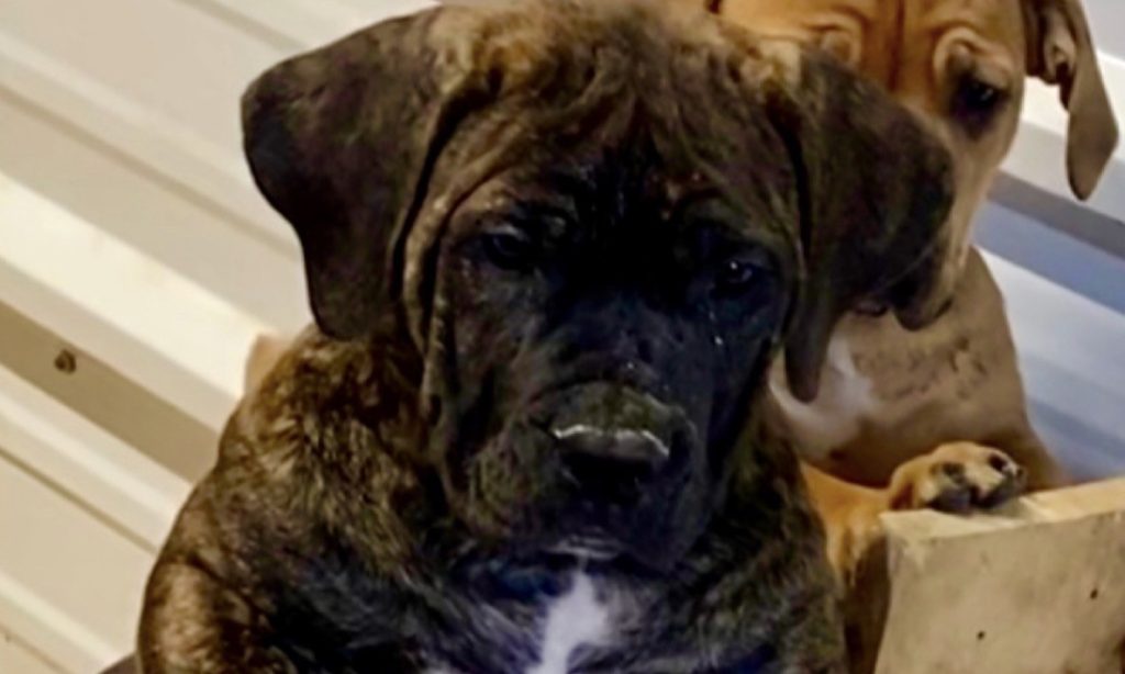 Boerboel vs. Cane Corso: Which Breed Is Right for You?