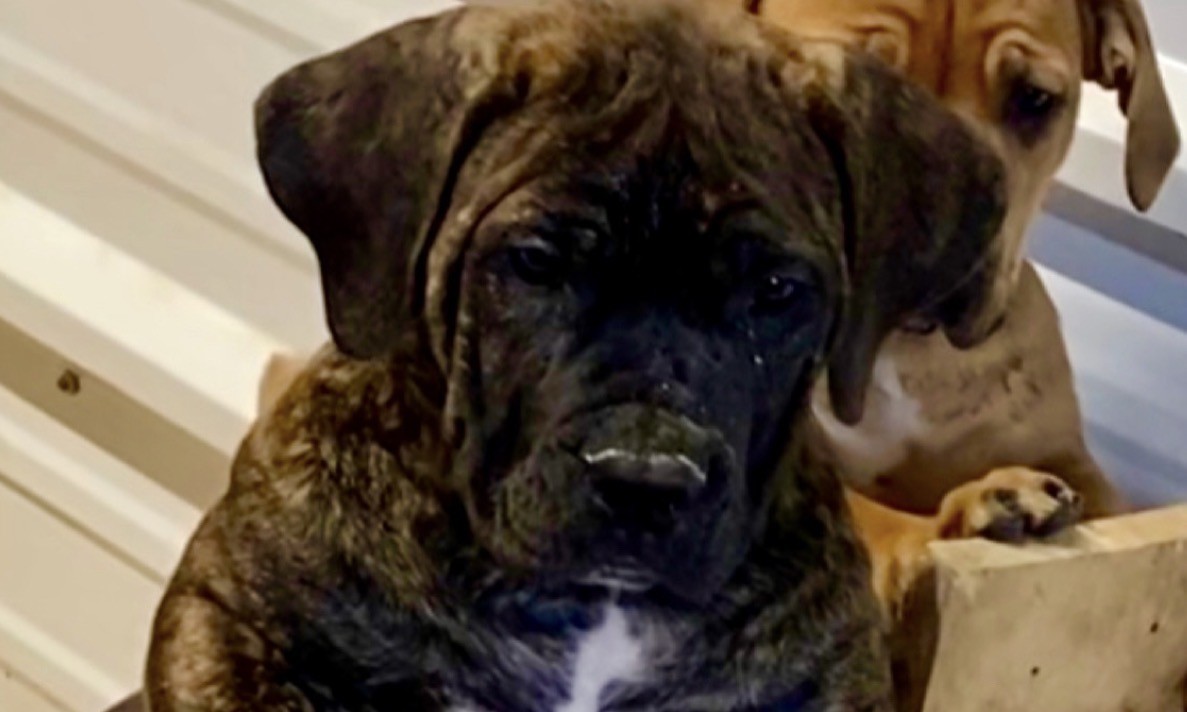 Boerboel vs. Cane Corso: Which Breed Is Right for You?