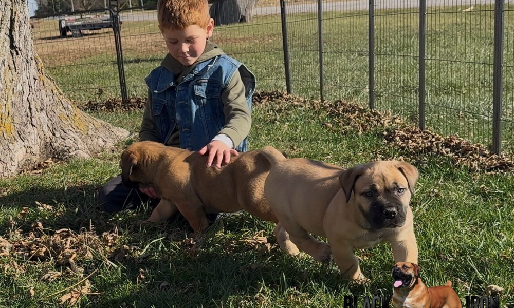 Boerboels & Kids: What You Should Know Before Adopting