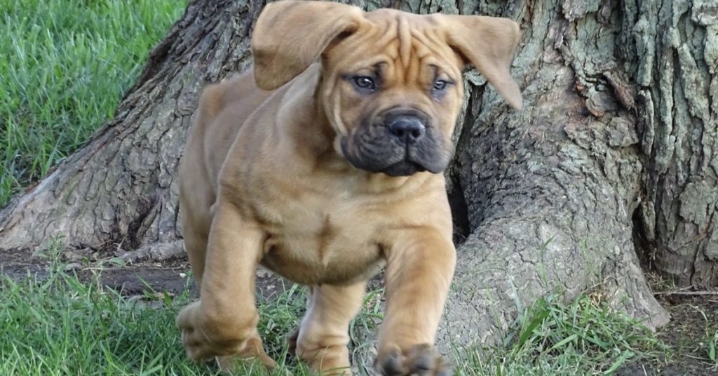 What To Know About Grooming Your South African Boerboel