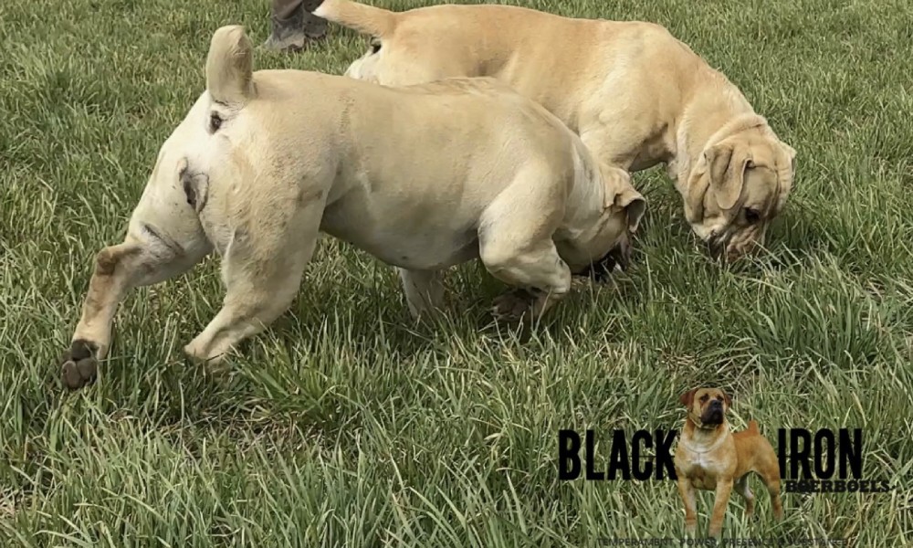 How Much Exercise Does Your Boerboel Need per Day?