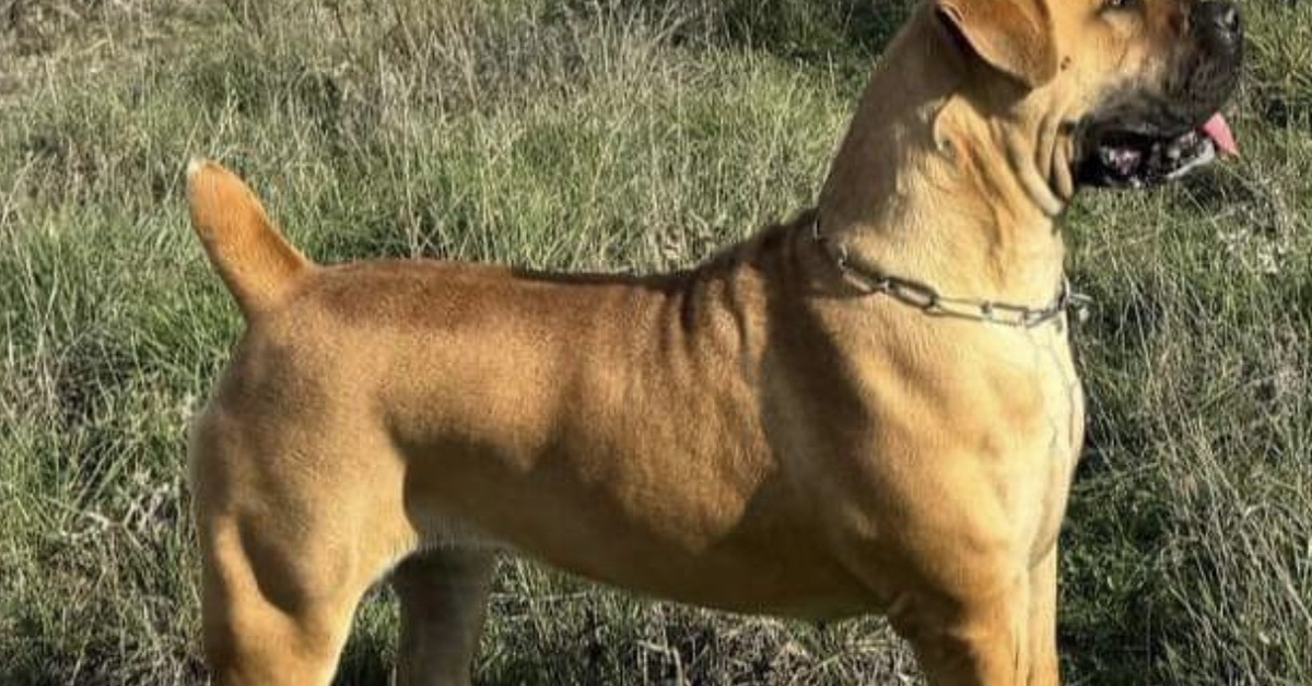 8 Unique Facts About South African Boerboels