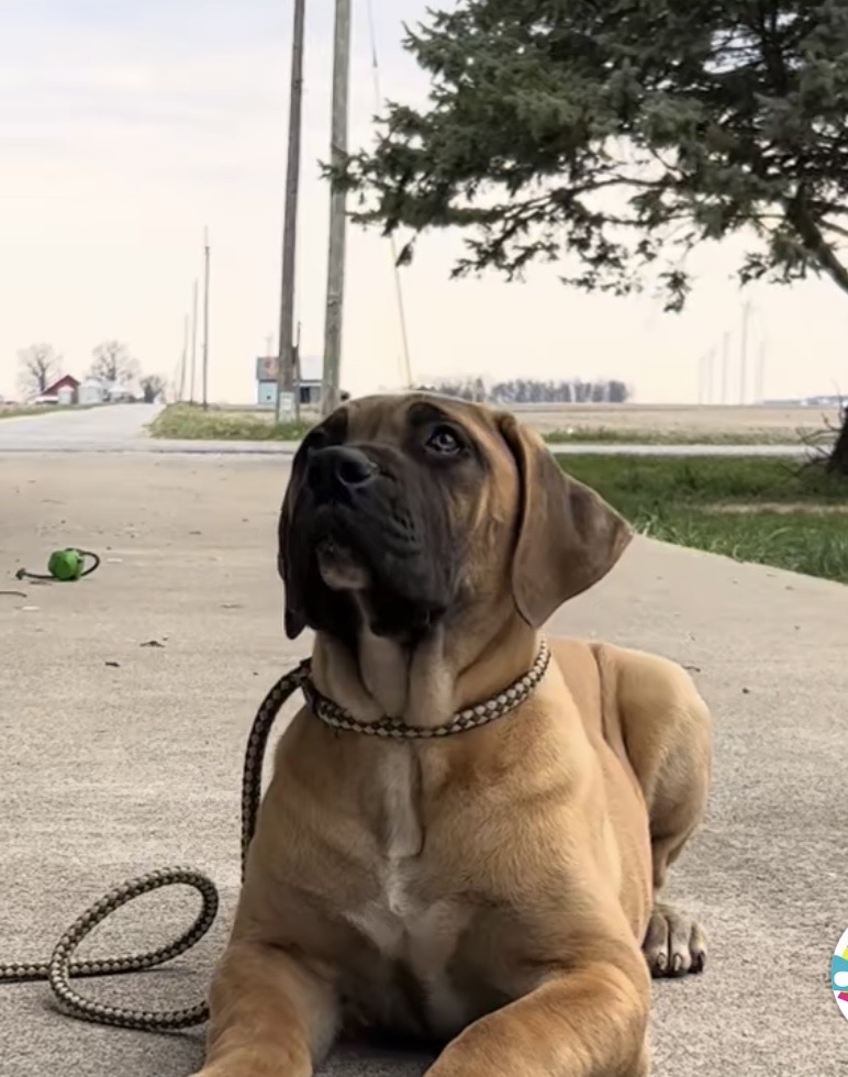 How To Train Your Boerboel: Expert Tips and Tricks