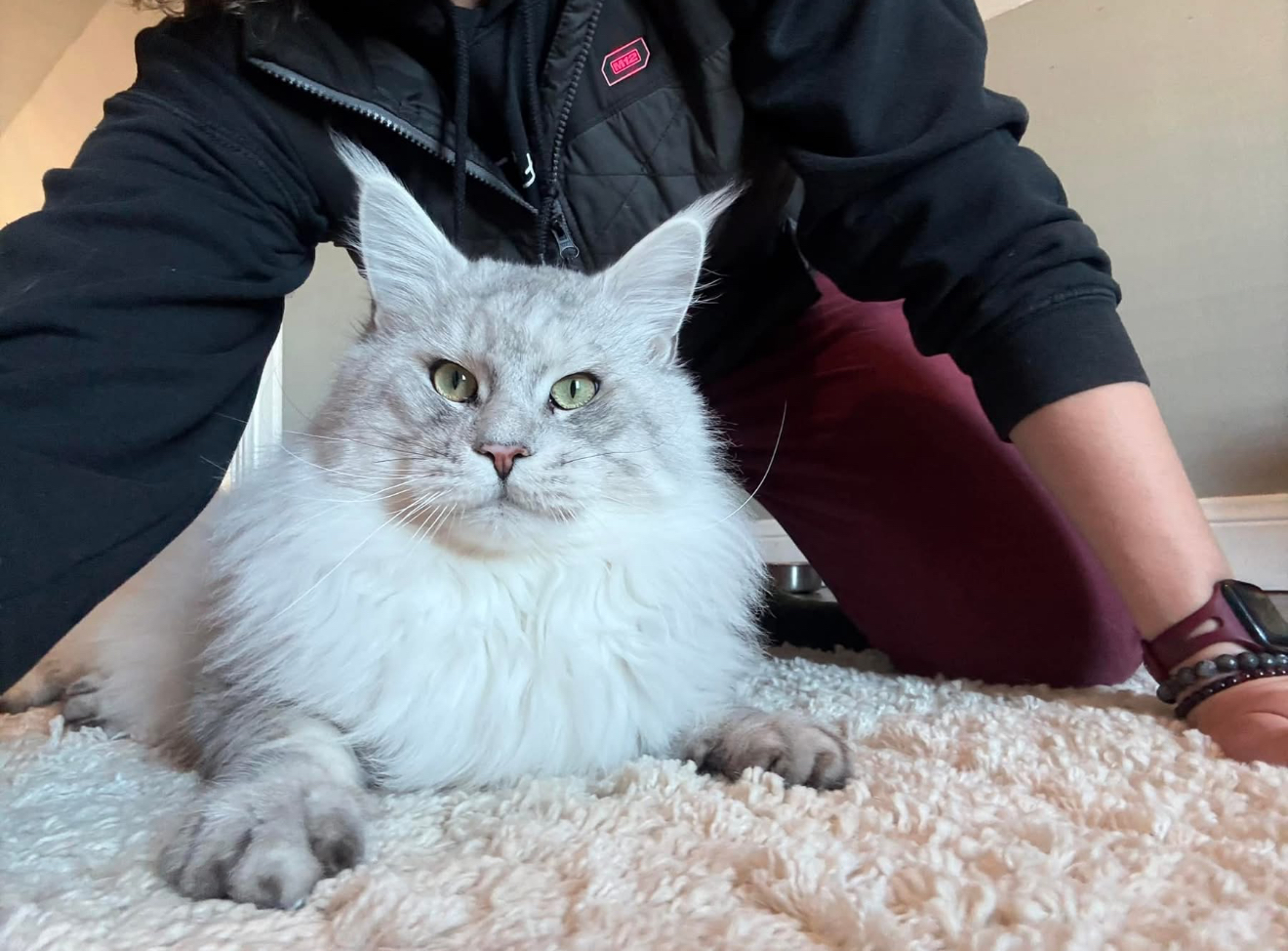 The Differences Between American and Euronline Maine Coons