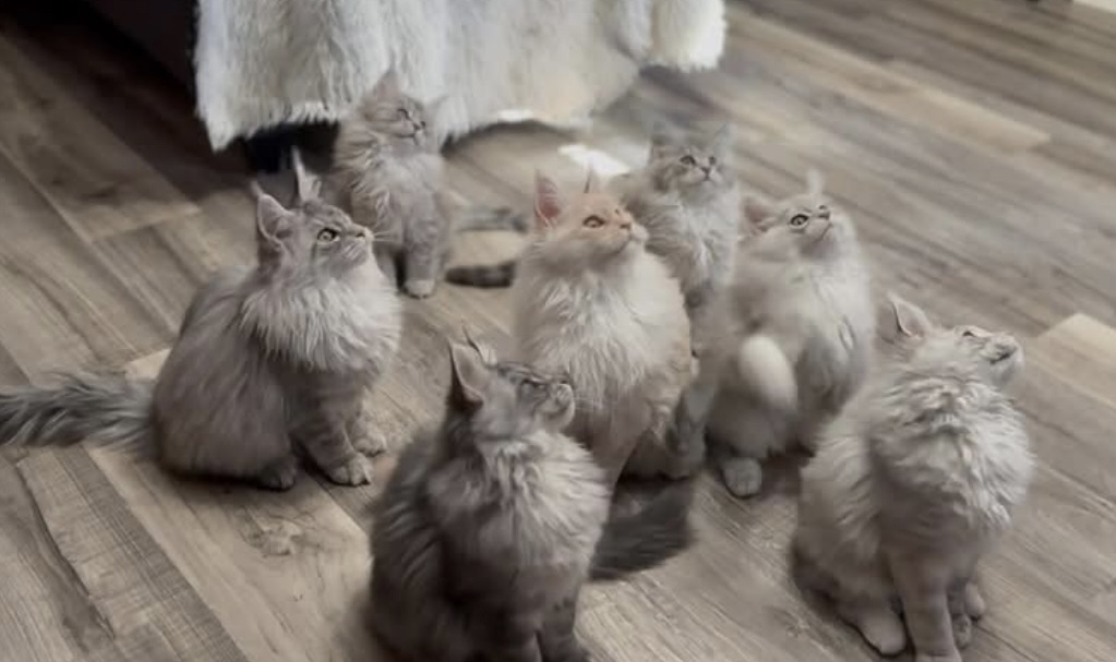 What To Look For When Buying a Maine Coon Kitten