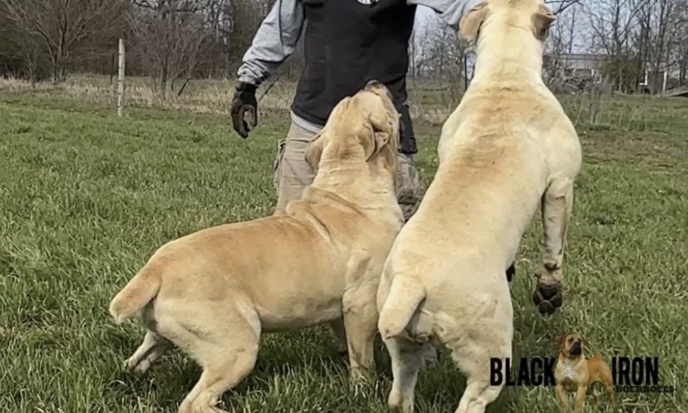 Maine Coon Temperament: 6 Things You Should Know