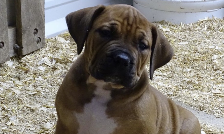 The Benefits of Owning a South African Boerboel