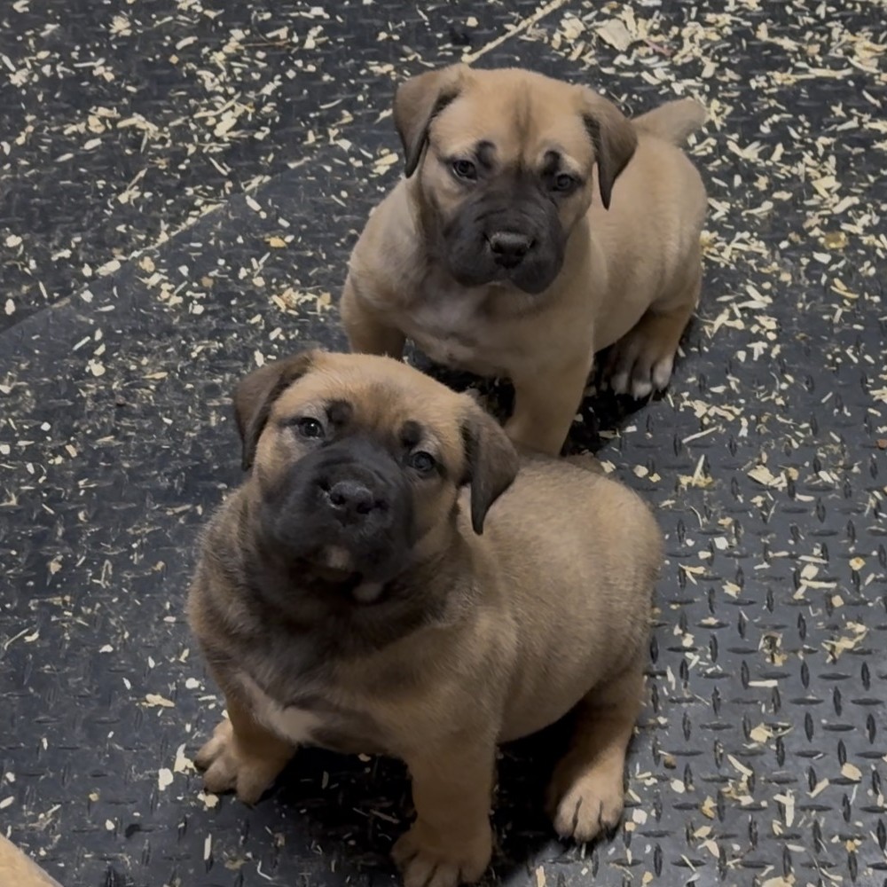 Boerboel Care 101: What New Owners Should Know