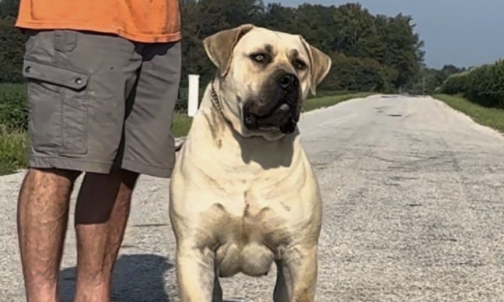 Maine Coons: Do They Get Along With Other Cats & Dogs?