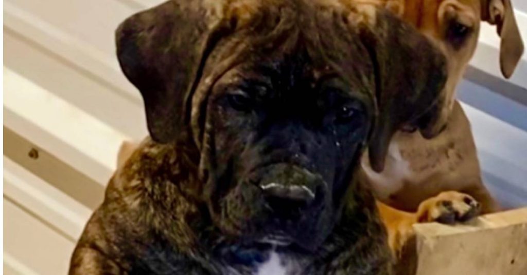 South African Boerboel fawn male Black Iron Boerboels Indiana farm