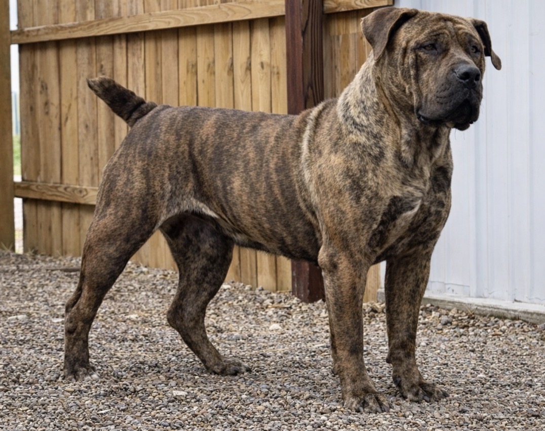 Black Iron Aaila, 87.1%