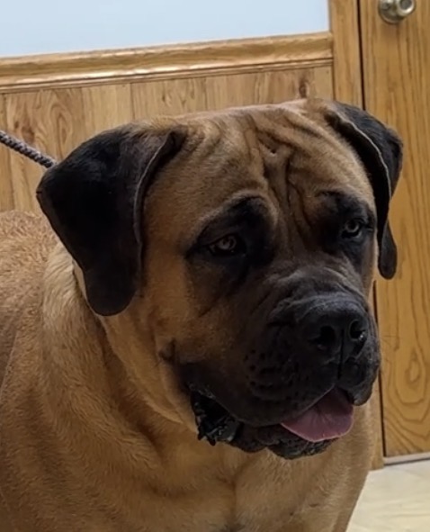 Bayou Nika of Black Iron