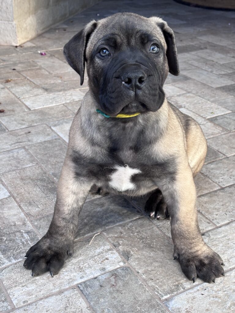 Black Iron Medusa puppy